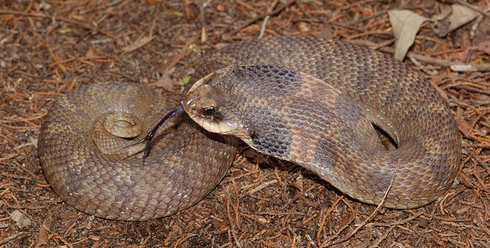 Eastern Hognose Snake