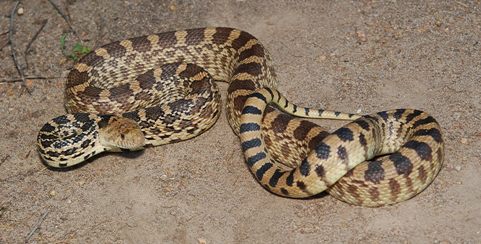 Gopher Snake