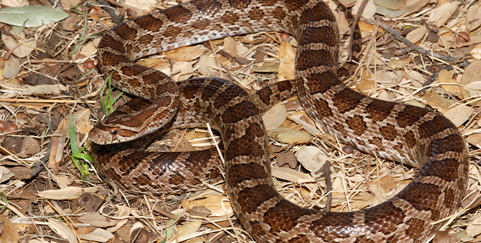 Great Plains Snake