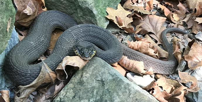 Plain Belly Water Snake