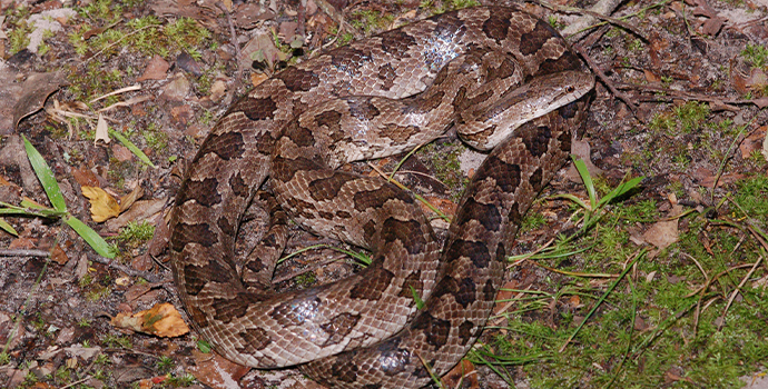 Prairie King Snake