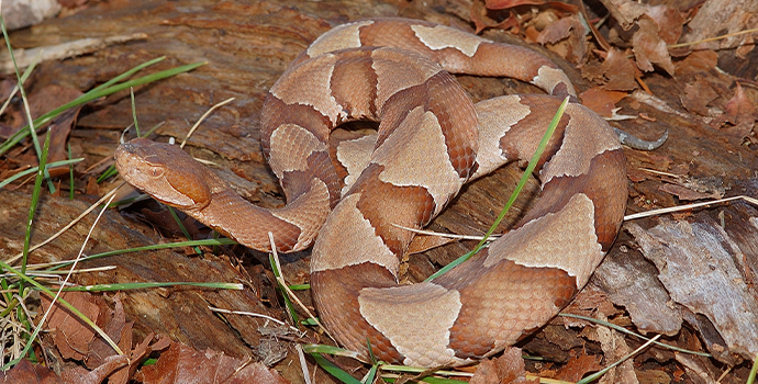 Copperhead