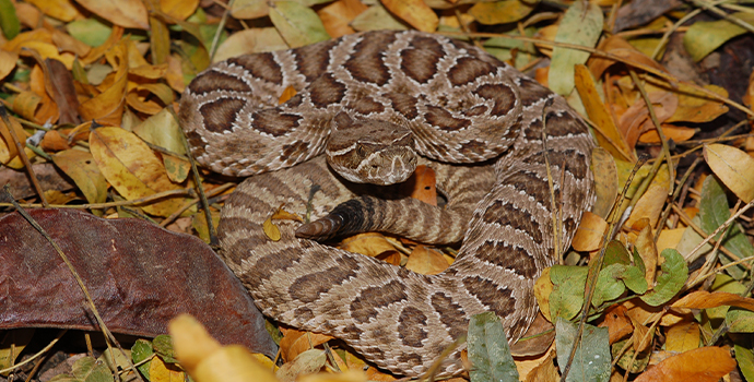 Prairie Rattlesnake