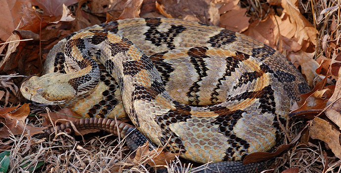 Timber Rattlesnake