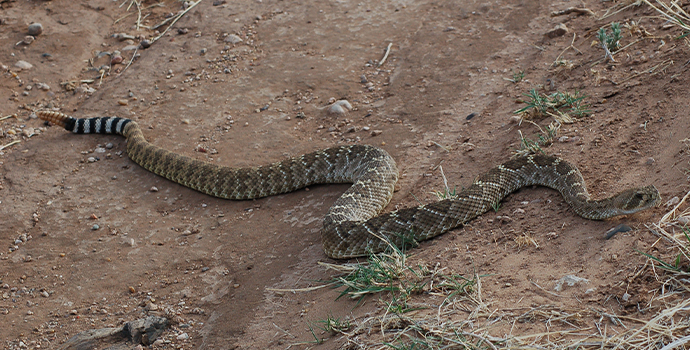 Western Diamondback Rattlesnake