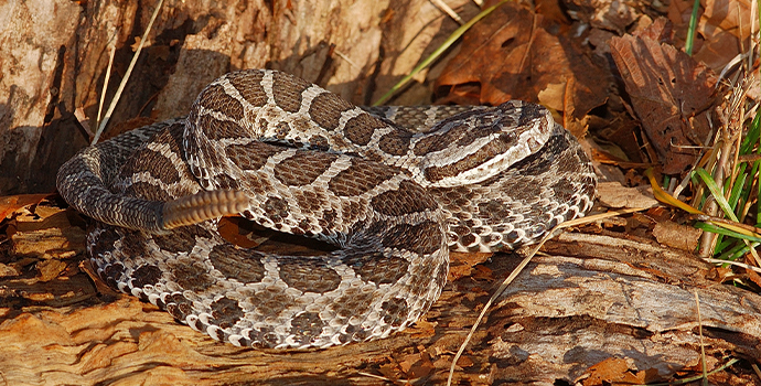 Western Massasauga Rattlesnake