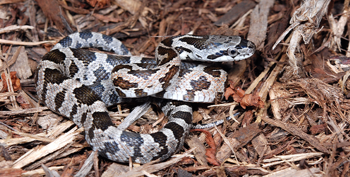 Western Rat Snake